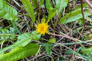 Yellow wildflower, Endeavour Fern Gully, Red Hill Victoria, Australia