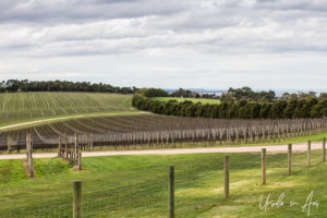 Pt Leo Estate in winter, Victoria, Australia