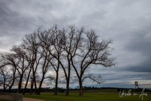 Skeleton trees against a winter sky, Pt Leo Sculpture Park, Victoria, Australia