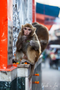 Rhesus Macaque outside a Shiva shrine, Haridwar India