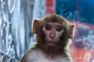 Portrait: macaque outside a Shiva shrine, Haridwar India