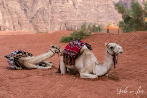 Dromedary camels resting on the red sands of Wadi Rum, Jordan