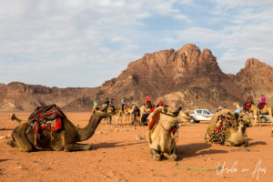 Dromedary camels and tourists, Wadi Rum, Jordan