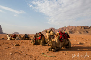 Dromedary camels resting on the red sands of Wadi Rum, Jordan