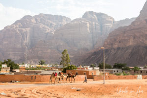 A Bedouin walking with three camels, Wadi Rum Village, Jordan