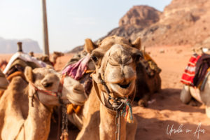 Camel portrait, Wadi Rum, Jordan