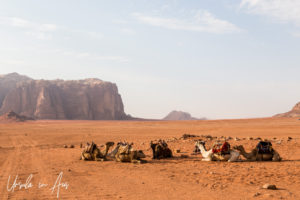 Dromedary camels resting on the red sands of Wadi Rum, Jordan