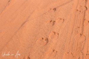 Camel tracks in the red sand of Wadi Rum, Jordan