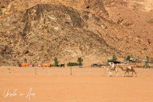 A rider and extra camel, Wadi Rum, Jordan