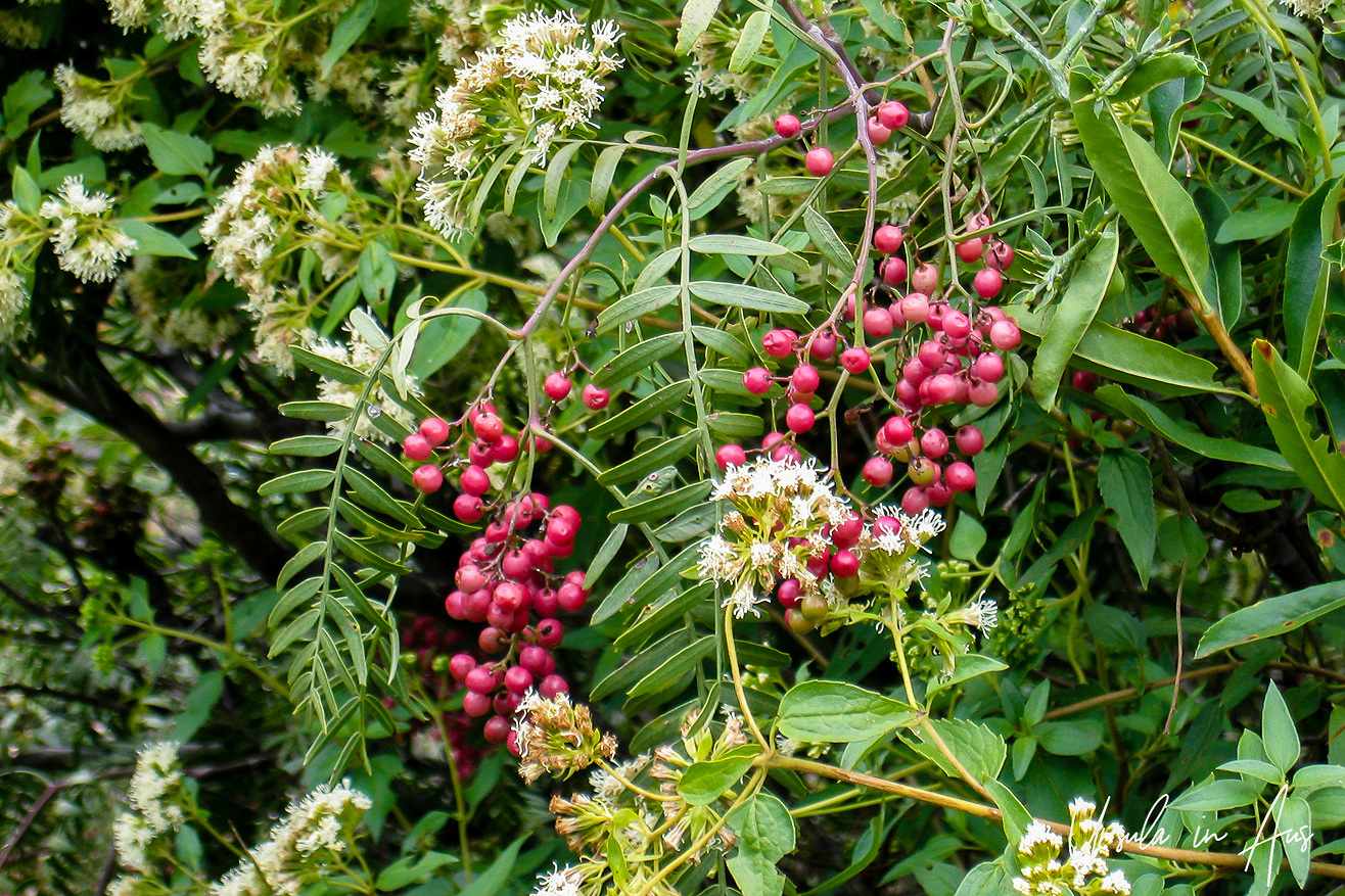Altitude, Camelids, and the Sacred Valley of the Inca: the Peruvian ...