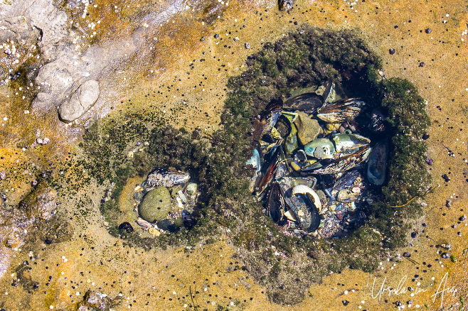Rock pools full of water, shells and sea creatures, Botanical Beach, BC Canada