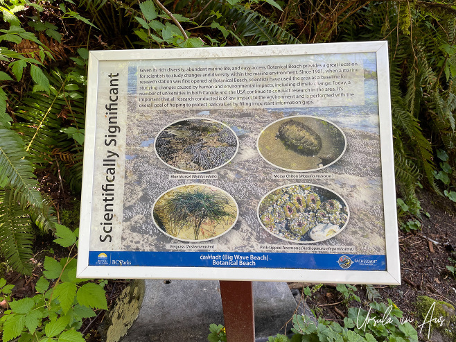 Interpretive sign on the walkway, Botanical Beach, BC Canada