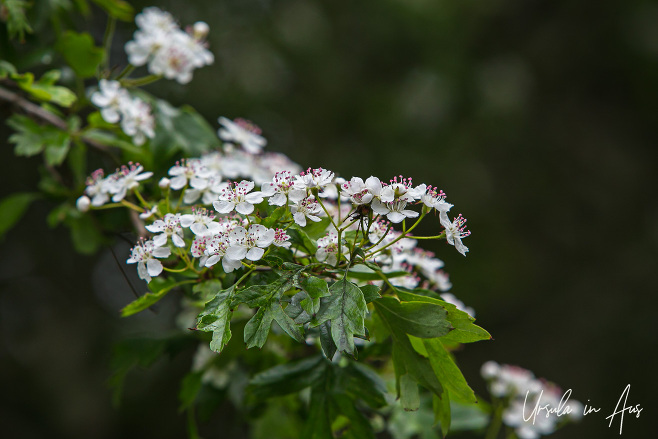 Common hawthorn blossoms, Buttertubs Marsh Park, Nanaimo Canada