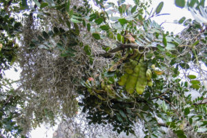 Seed pods and vegetation, the Inka Trail, Peru