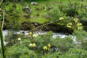 Blooming tree, the Inca Trail, Peru