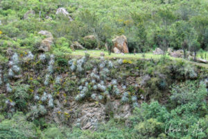 Succulents on an embankment, the Inca Trail