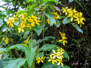 Yellow wildflowers, the Inca Trail, Peru