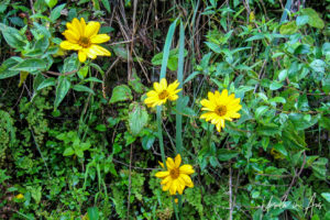 Yellows wildflowers on the Inca Trail, Peru