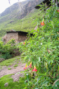 Orange angel's trumpets on the Inca Trail, Peru