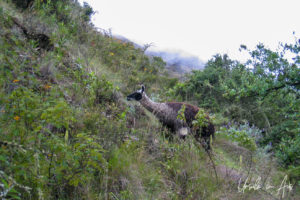 Llama grazing on the Inca Trail, Peru