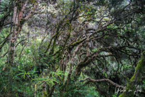 Tangled jungle vegetation, the Inca Trail, Peru
