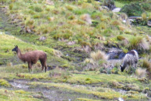 Llamas grazing along the Inca Trail, Peru