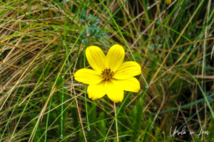 Wild daisy on the grass, the Inca Trail, Peru.