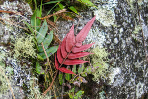 A red fern leaf against a mossy wall, Wiñay Wayna, the Inca Trail, Peru