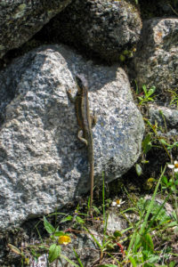 Lizard on a stone, Wiñay Wayna, the Inca Trail, Peru