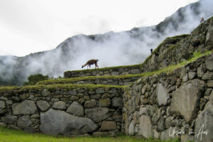 Grazing llama, Machu Picchu terrace, Peru