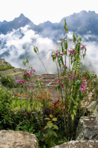 Sobralia Dichotoma Orchidaceae, Machu Picchu Peru