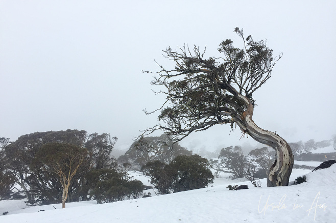 Snow Gum on a Perisher Valley ski slope, Australia