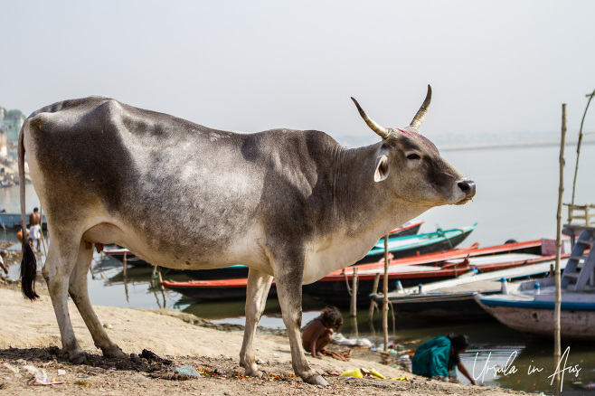 Zebu cow, Varanasi Ghats, India
