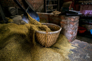 Shovelling mustard seed into a basket, Khokana mustard factory, Nepal