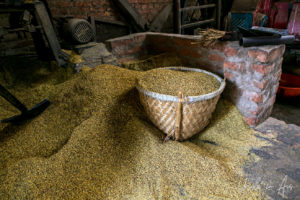 Mustard seed in a basket, Khokana mustard factory, Nepal