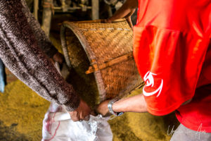 Men's arms, pouring seed into a bag, Khokana mustard factory, Nepal