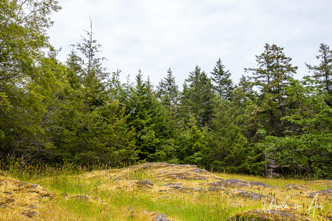 A stand of Douglas firs, Neck Point Park, Nanaimo Canada