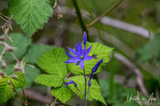 Blue Camas, Neck Point Park, Nanaimo Canada
