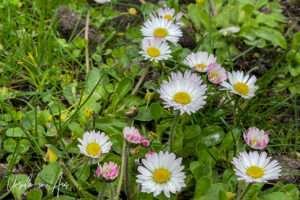Lawn daisies, Vancouver BC Canada