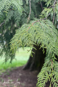 Detail: branch of a western red cedar, Queen Elizabeth Park, Vancouver Canada