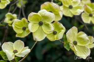 Pacific dogwood in bloom, Queen Elizabeth Park, Vancouver Canada