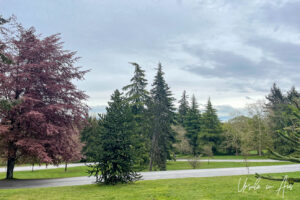 Trees in Queen Elizabeth Park, Vancouver Canada
