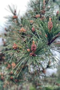 Detail: Pine needles and cones, Stanley Park, Vancouver Canada