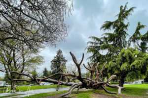 The twisting boughs of a fallen tree, Stanley Park, Vancouver Canada