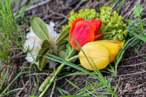 Cut tulips and azalia, Stanley Park, Vancouver Canada