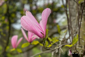 Magnolia blossoms, Queen Elizabeth Park, Vancouver Canada