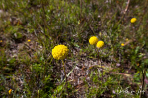 Flowering billy buttons, Adaminaby Golf Course, NSW Australia