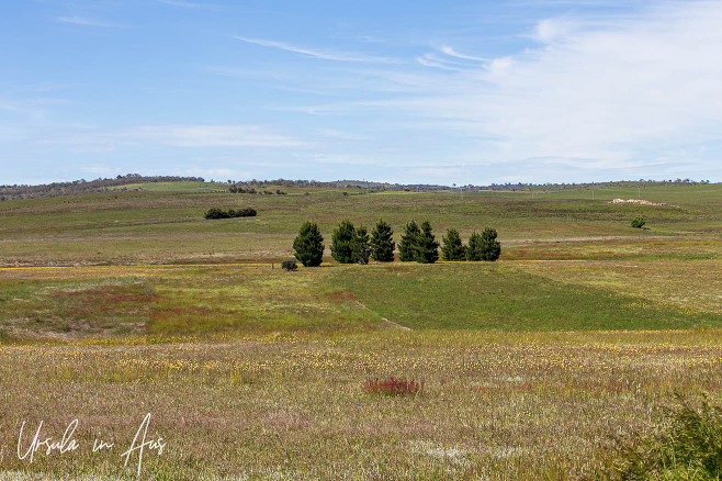 Landscape: Trees in a row behind the Adaminaby Golf Course, NSW Australia