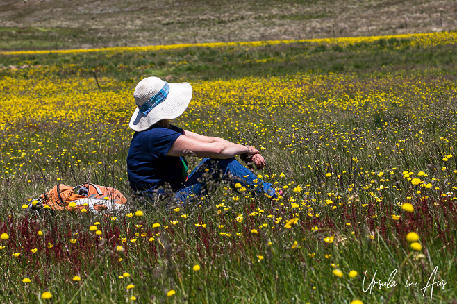 A woman in a hat seated amid flowering billy buttons, Top Hut TSR, NSW Australia