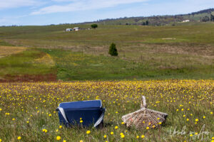 Picnic Baskets on the Adaminaby Golf Course, NSW Australia